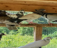 Mixed Pigeons