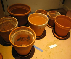 Terracotta Pots