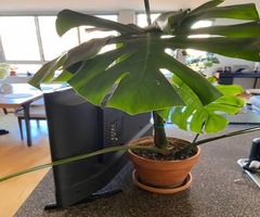 Monstera plant