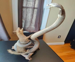 Taxidermy Fighting Cobra and Mongoose, fairly rare