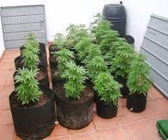 Free plant with purchase of Fancy Pot