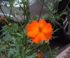 Coreopsis Seeds for 2024 Flowers