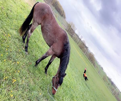 Bay Roan Registered Nokota Mare