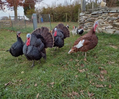 Turkeys