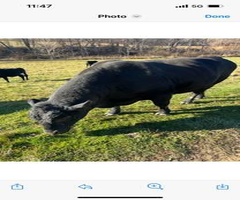 Black angus bull