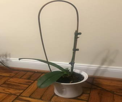Plants for sale